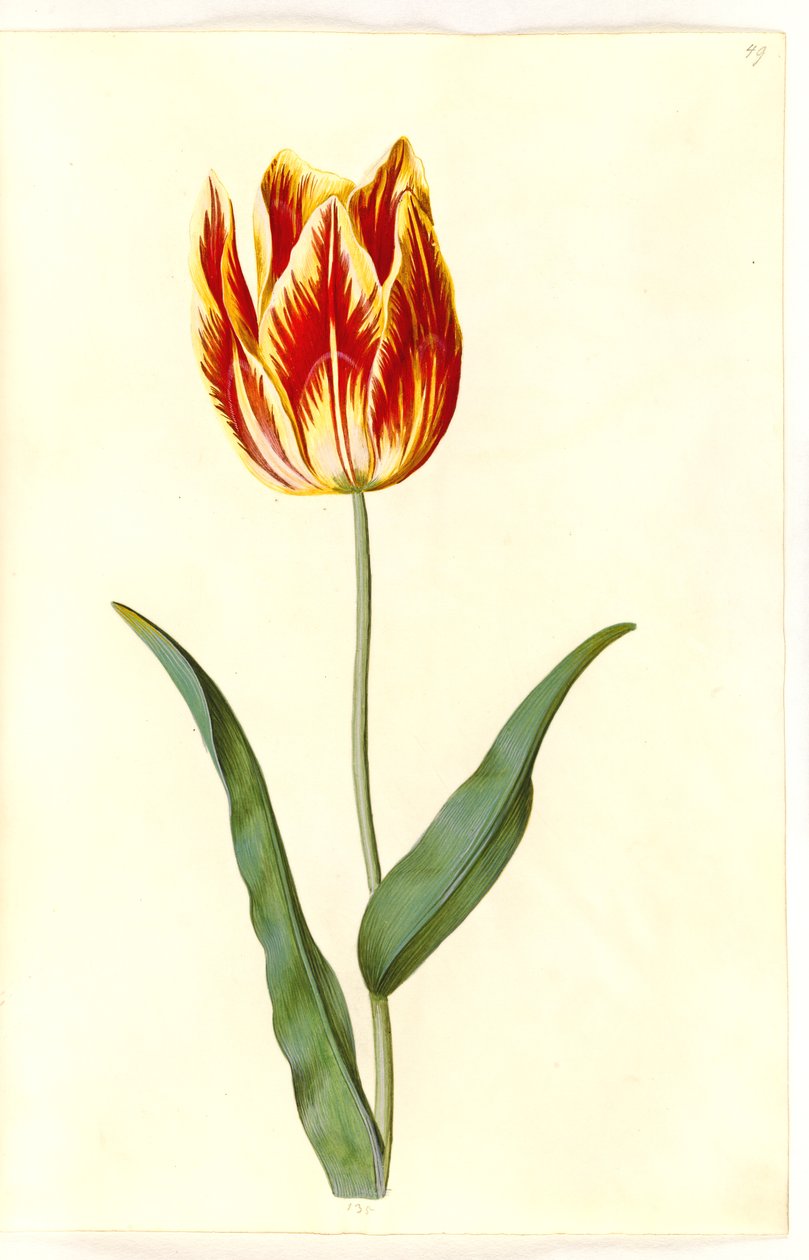 Tulipa gesneriana (garden tulip) by Hans Simon Holtzbecker