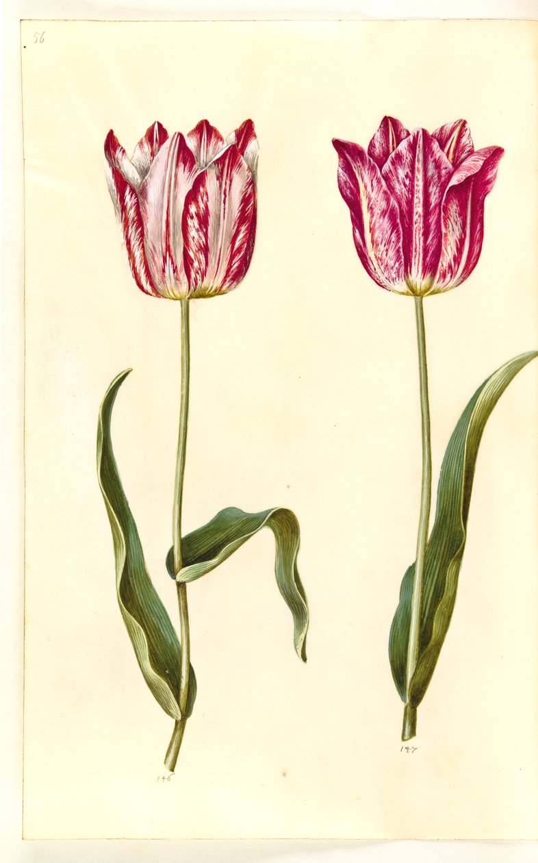 Tulipa gesneriana (garden tulip) by Hans Simon Holtzbecker