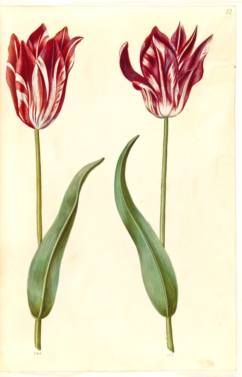 Tulipa gesneriana (Garden Tulip) by Hans Simon Holtzbecker