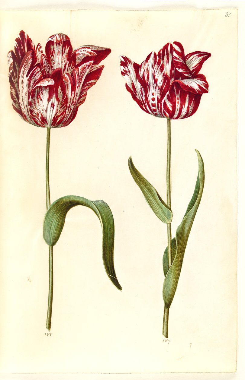 Tulipa gesneriana (Garden Tulip) by Hans Simon Holtzbecker