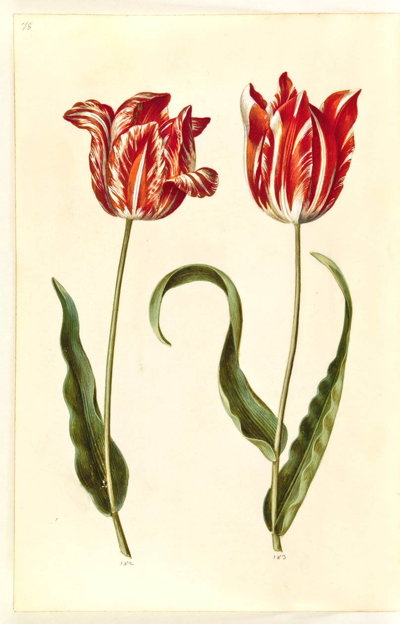Tulipa gesneriana (Garden Tulip) by Hans Simon Holtzbecker