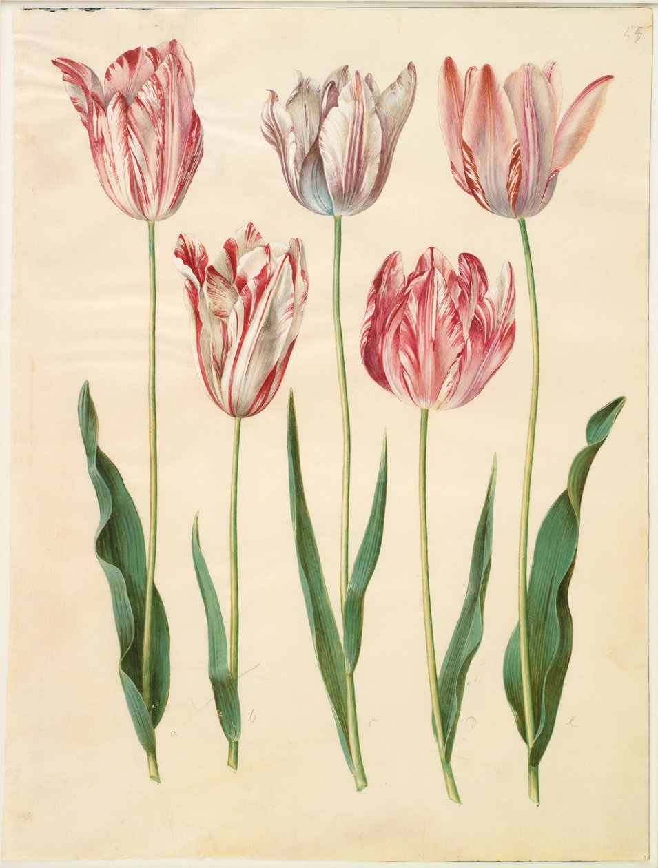 Tulipa gesneriana by Hans Simon Holtzbecker