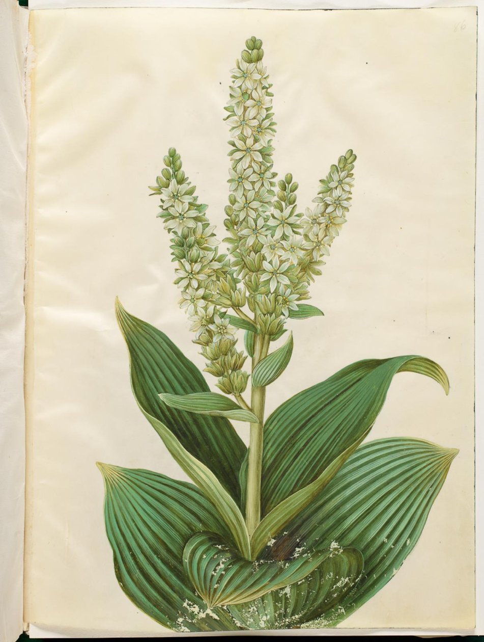 Veratrum Album (White False Hellebore) by Hans Simon Holtzbecker