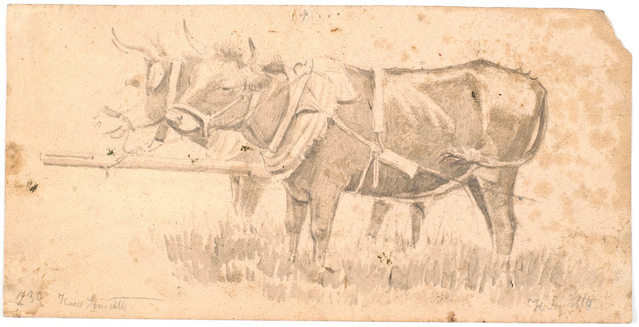Two oxen by Hans Smidth