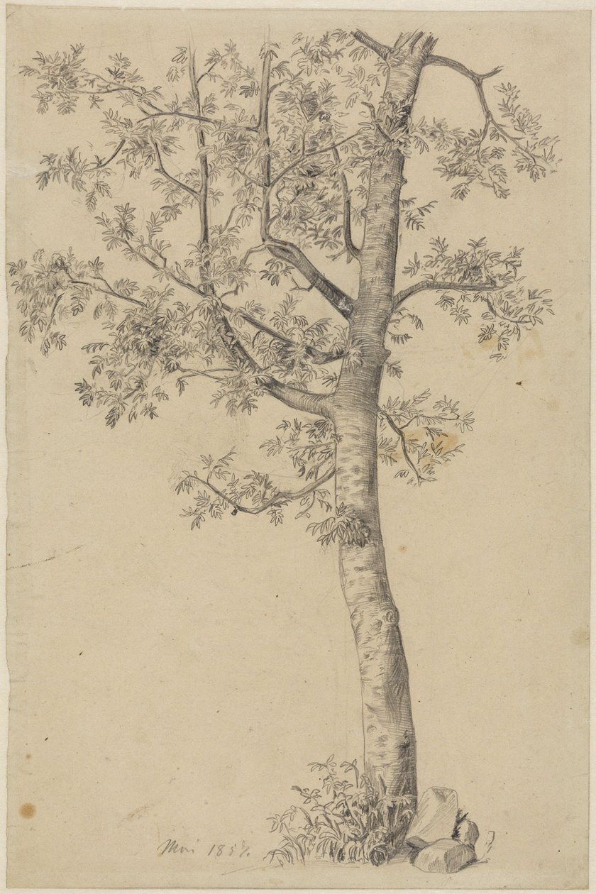 Rowan Tree by Hans Thoma