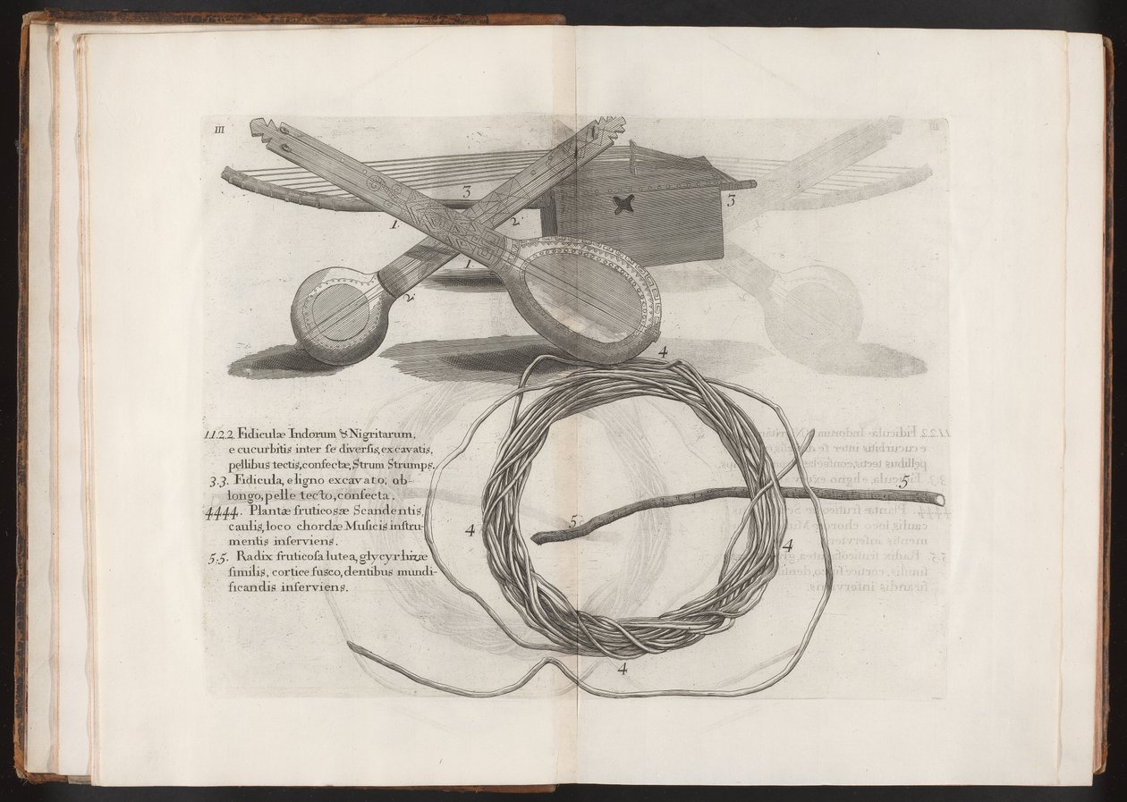 Illustration from the Voyage to the Island Madera, Barbados...Vol.2 by Hans after Sloane