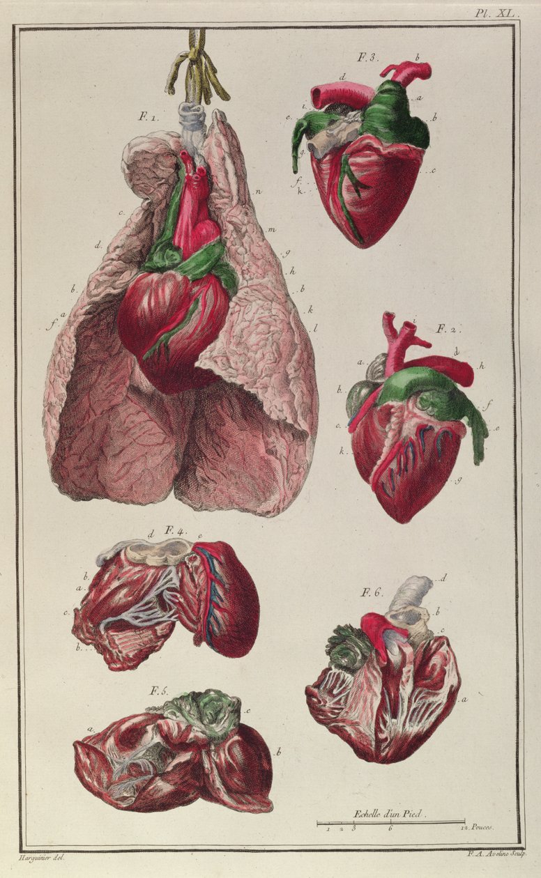 Internal organs of a horse, from 
