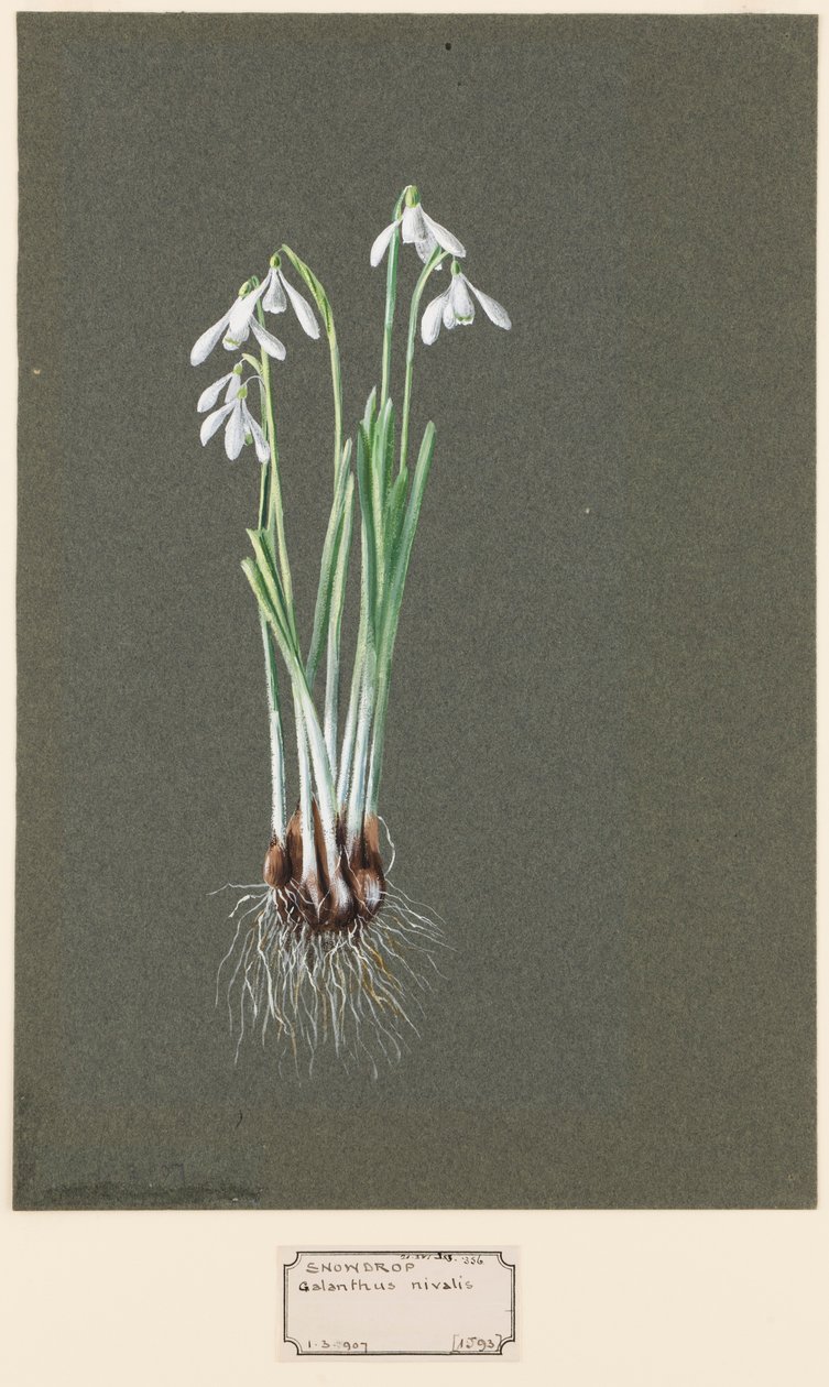 Galanthus nivalis L. Snowdrop by Harold Drinkwater
