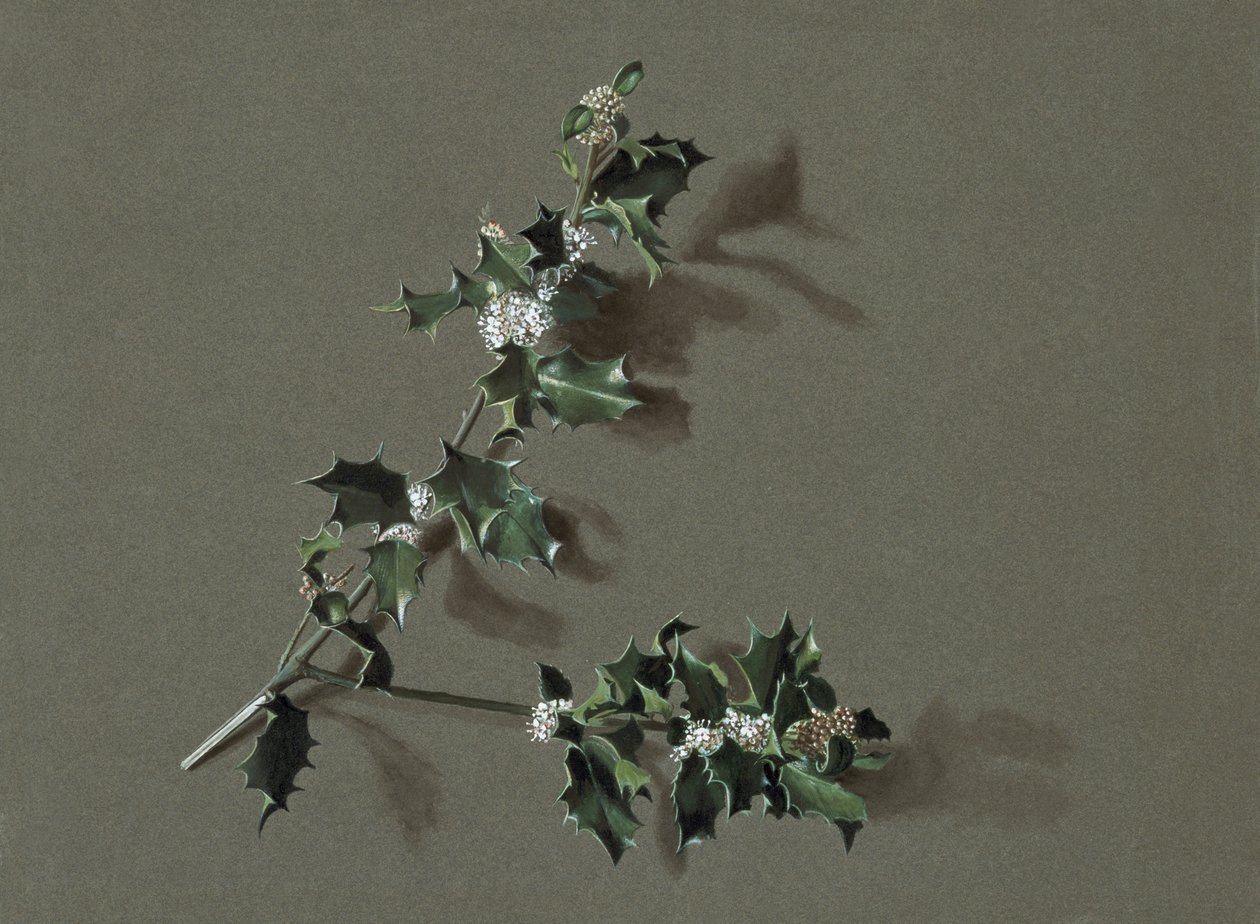 Ilex Aquifolium L. Common Holly, c. 1870-1920 by Harold Drinkwater