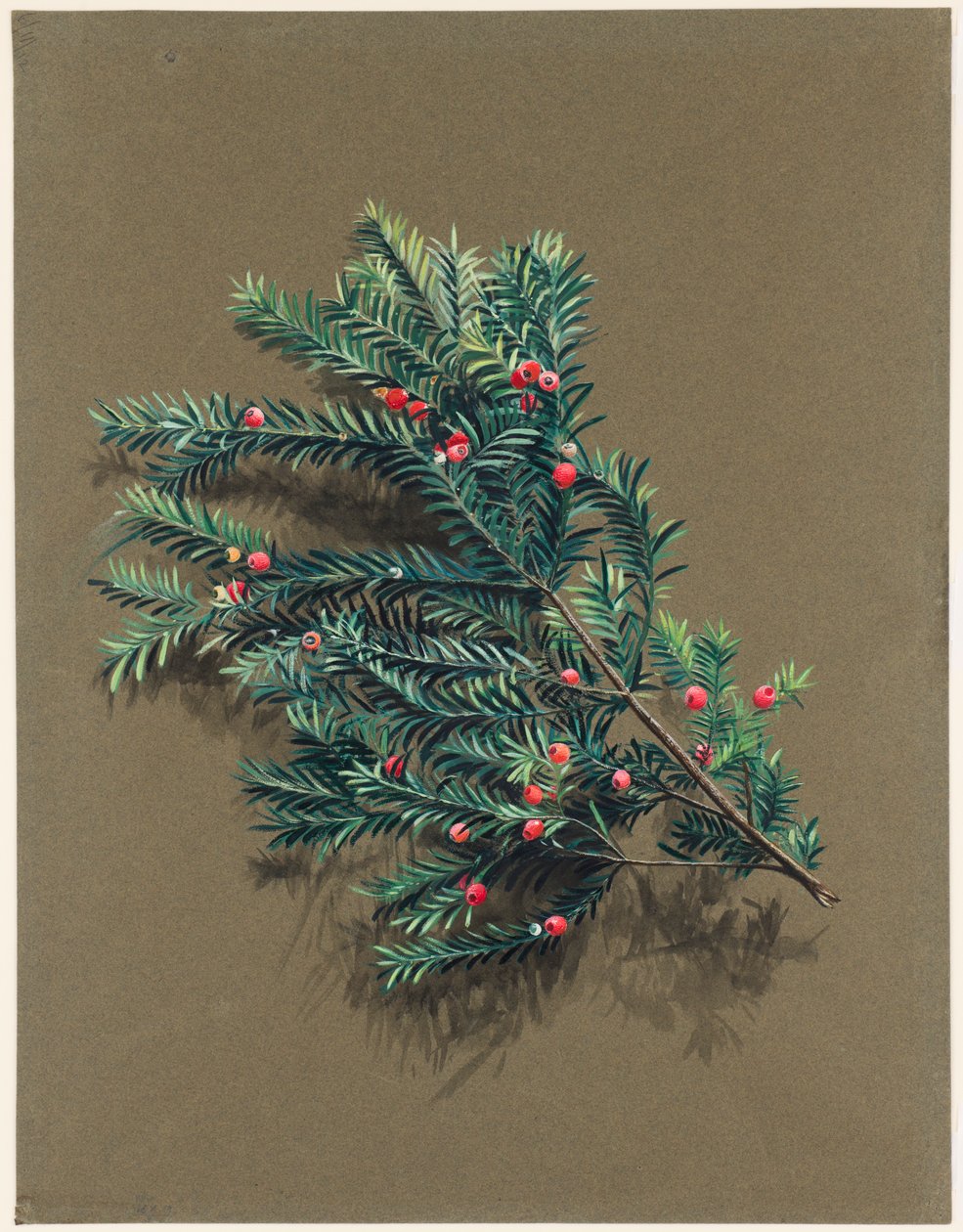 Yew, c1903-1915 by Harold Drinkwater