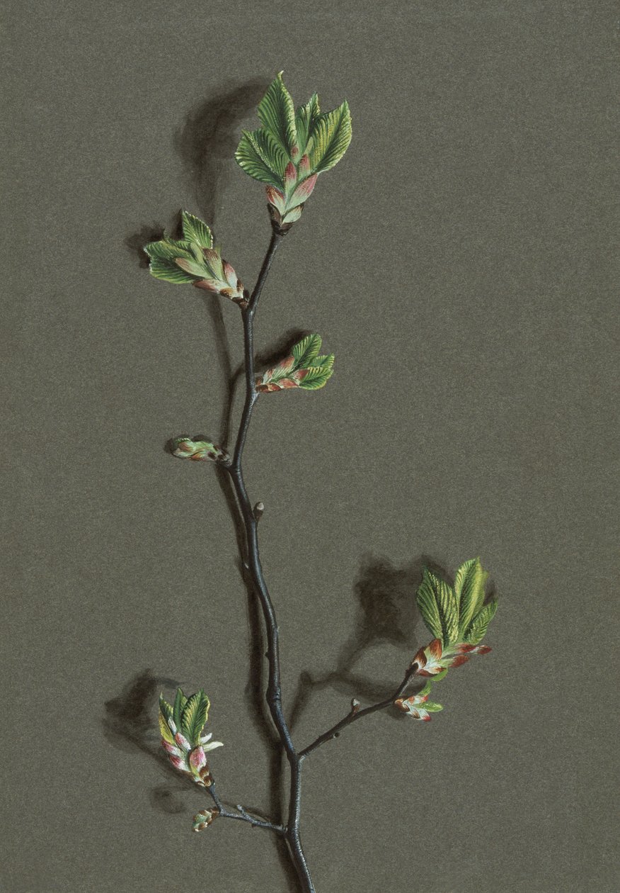 Wych Elm by Harold Drinkwater