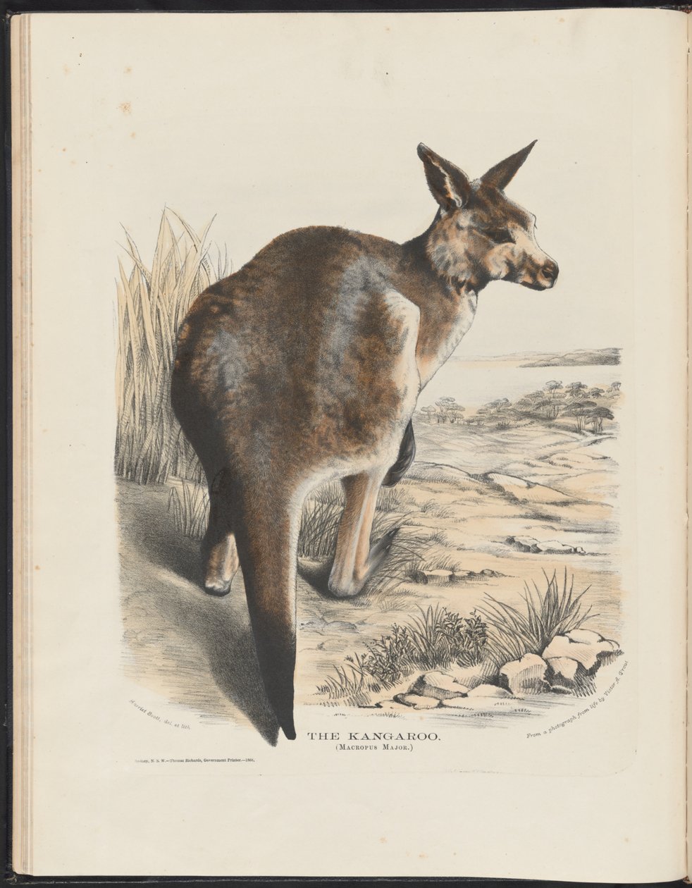 Mammals of Australia: The Kangaroo by Harriet Morgan