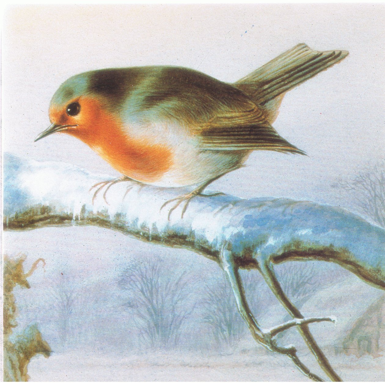 Robin, Colour Christmas Card by Harry Bright