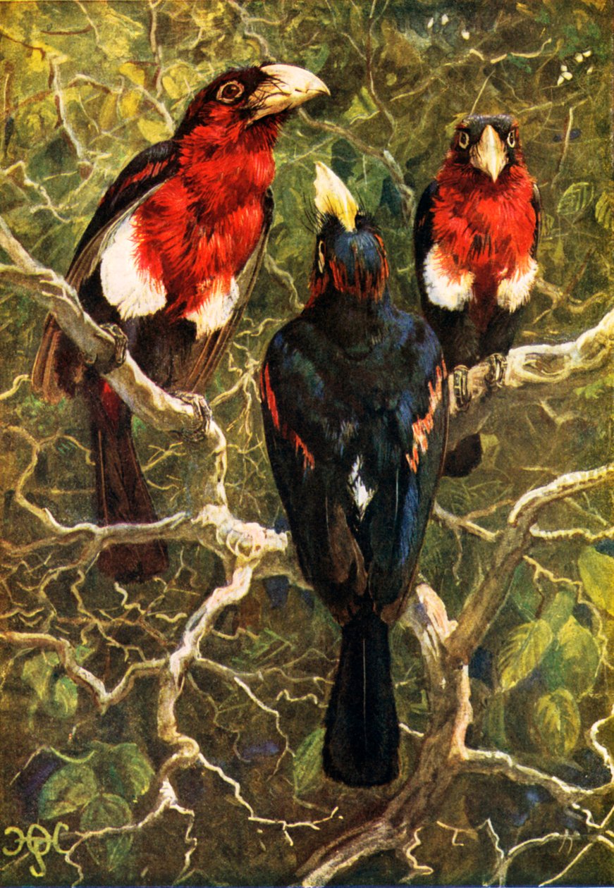 The Crimson Breasted Barbets by Harry Hamilton (after) Johnston