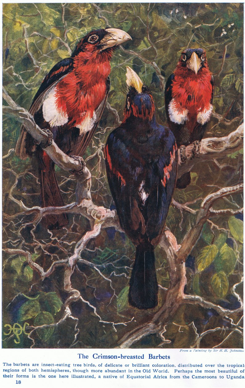 Crimson Crested Barbets, illustration from 