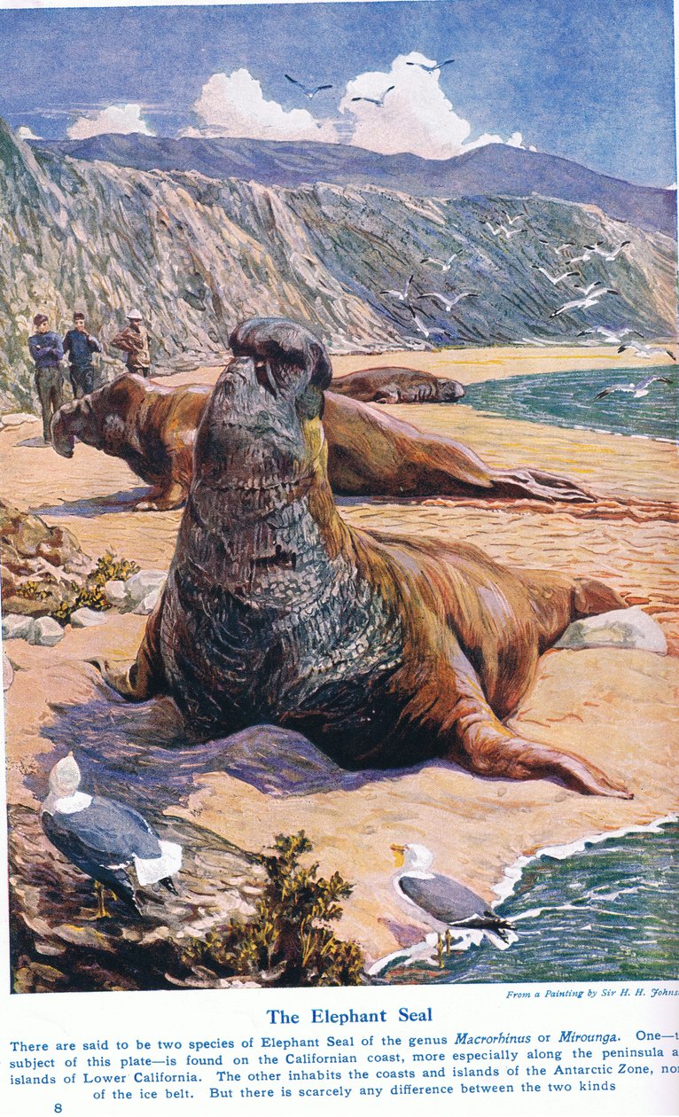 The Elephant Seal, Illustration from 
