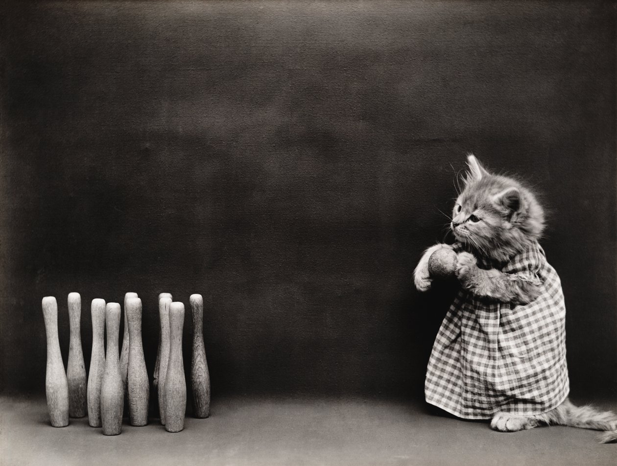 Kitties Series: Bowling, c.1914 by Harry Whittier Frees