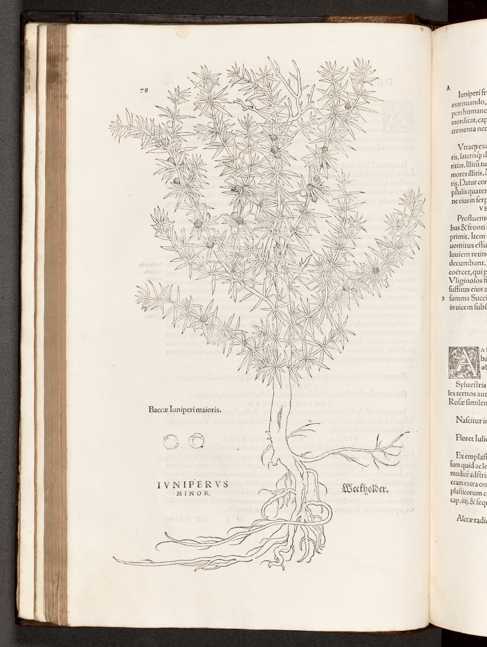 Juniper, illustration from De historia stirpium commentarii insignes by Leonhart Fuchs, 1542 by Heinrich and Meyer, Albert Fullmaurer