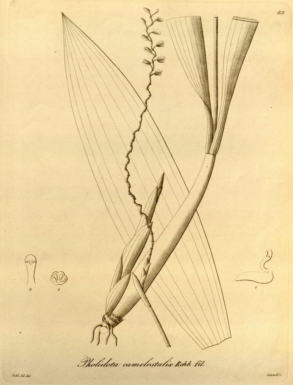 Illustration of Pholidota Camelostalix by Heinrich Gustav Reichenbach