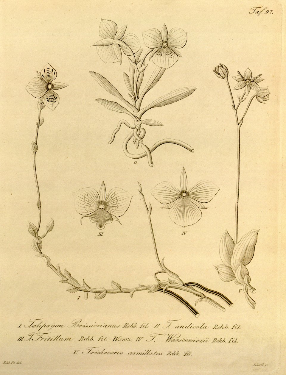 Biodiversity Heritage Library File by Heinrich Gustav Reichenbach