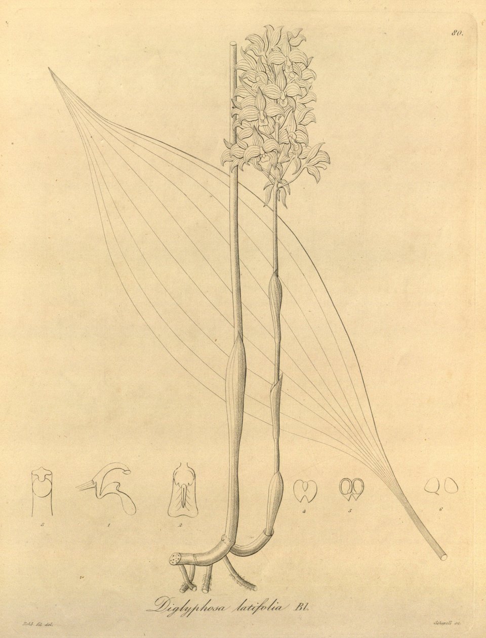 This File Comes from the Biodiversity Heritage Library by Heinrich Gustav Reichenbach