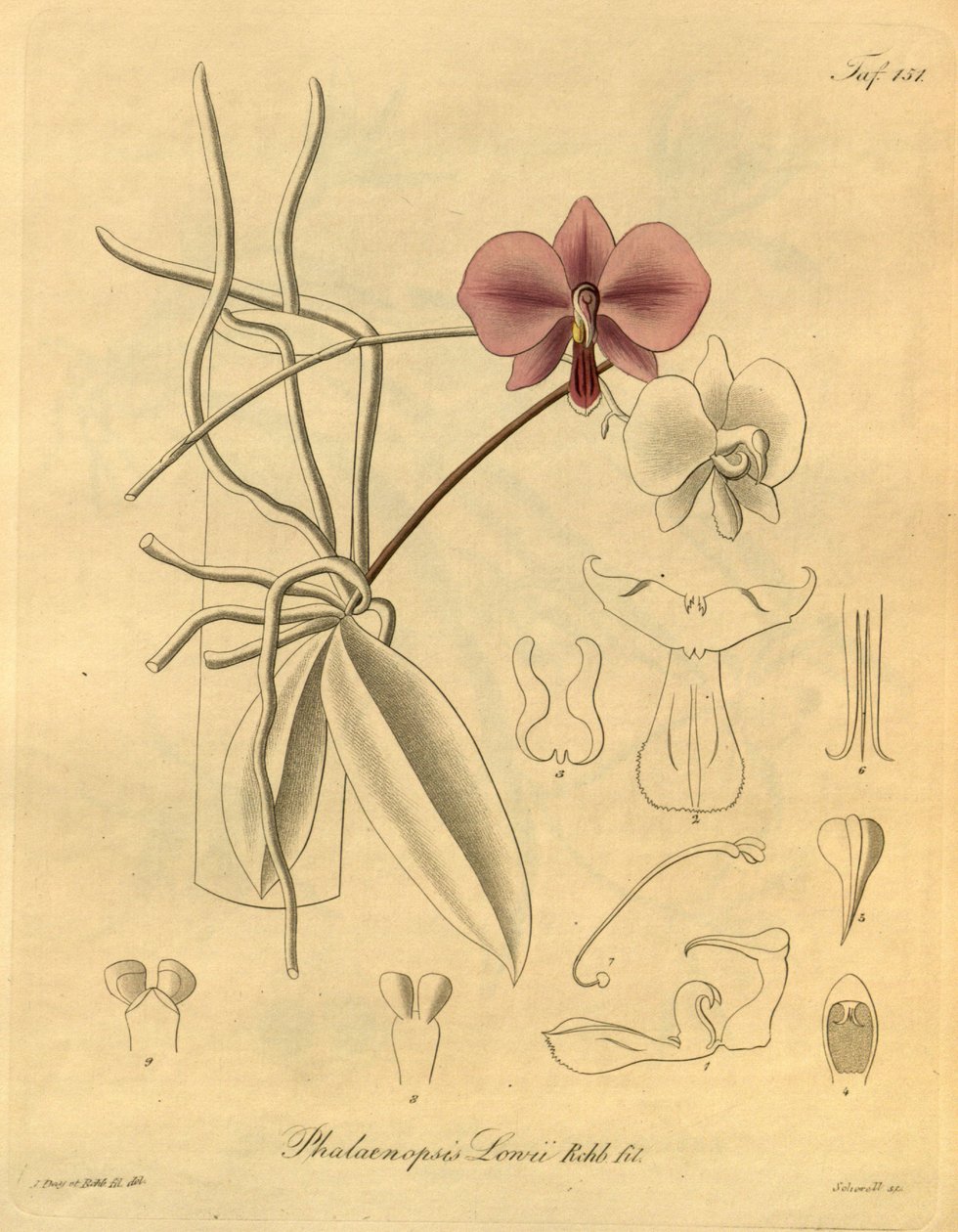This File Comes from the Biodiversity Heritage Library by Heinrich Gustav Reichenbach