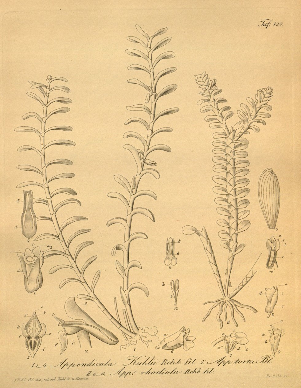 Illustrations of Appendicula kuhlii by Heinrich Gustav Reichenbach