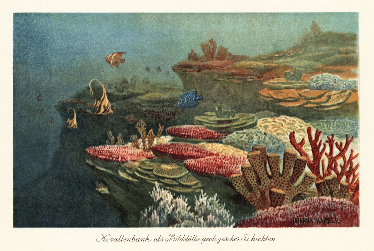 Ancient coral reefs on the ocean floor by Heinrich Harder