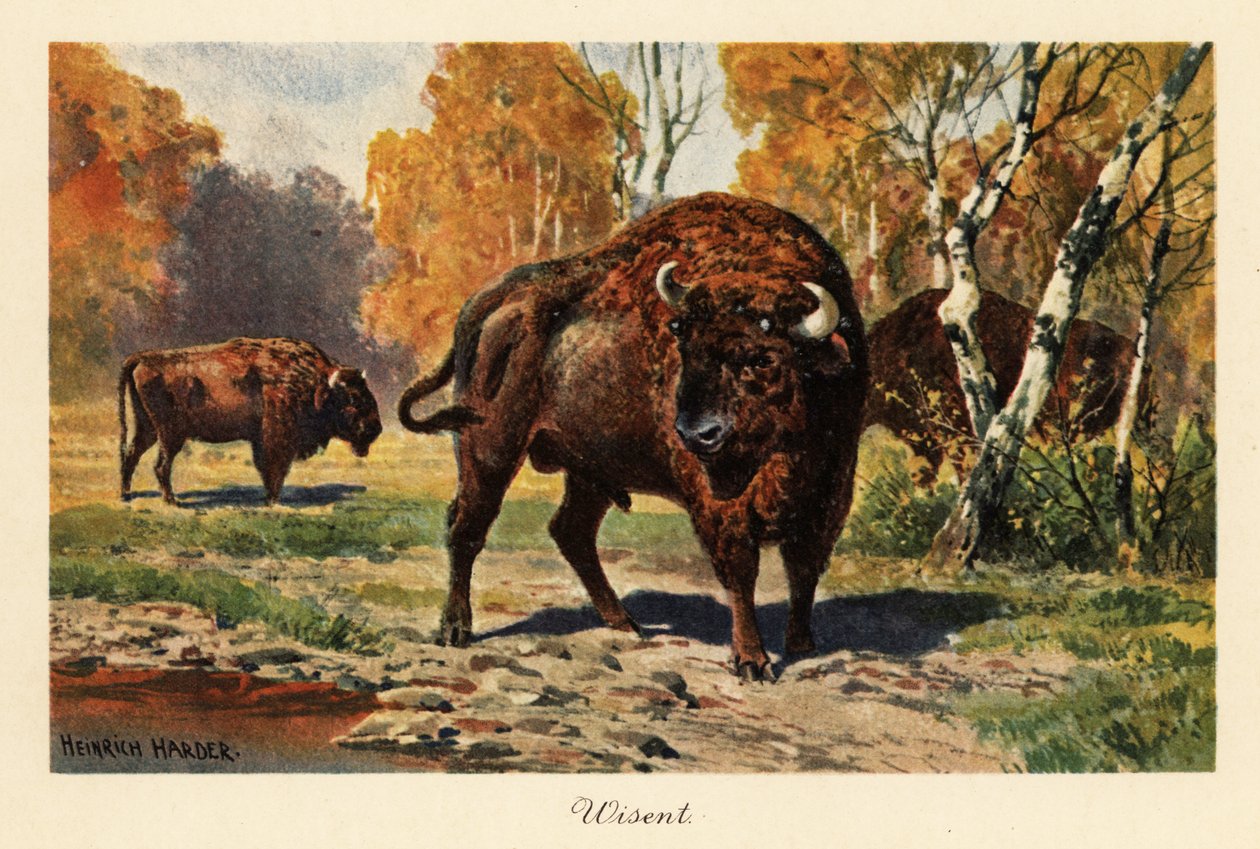 European Bison or Zubr in a Forest Clearing by Heinrich Harder