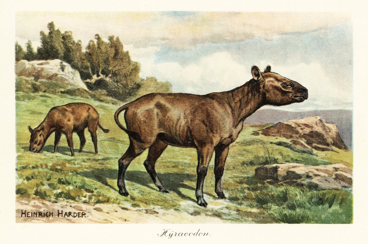 Hyracodon, extinct genus of pony-like mammal, Oligocene by Heinrich Harder