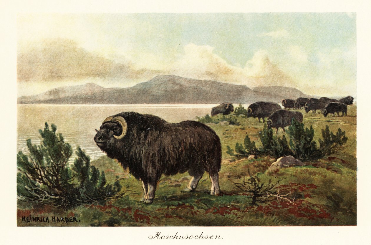 Muskox or musk ox, Ovibos moschatus by Heinrich Harder