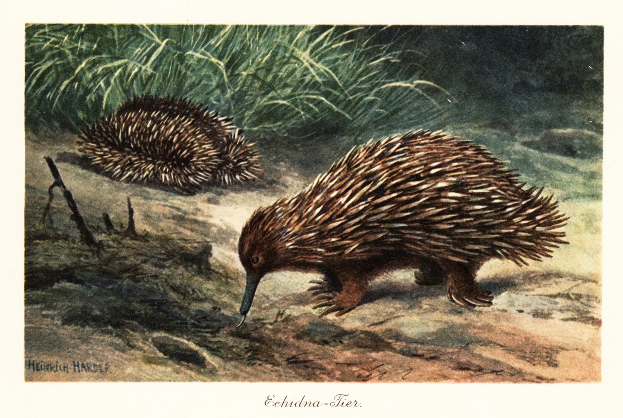 Short-beaked Echidna, Tachyglossus aculeatus, Foraging for Food by Heinrich Harder