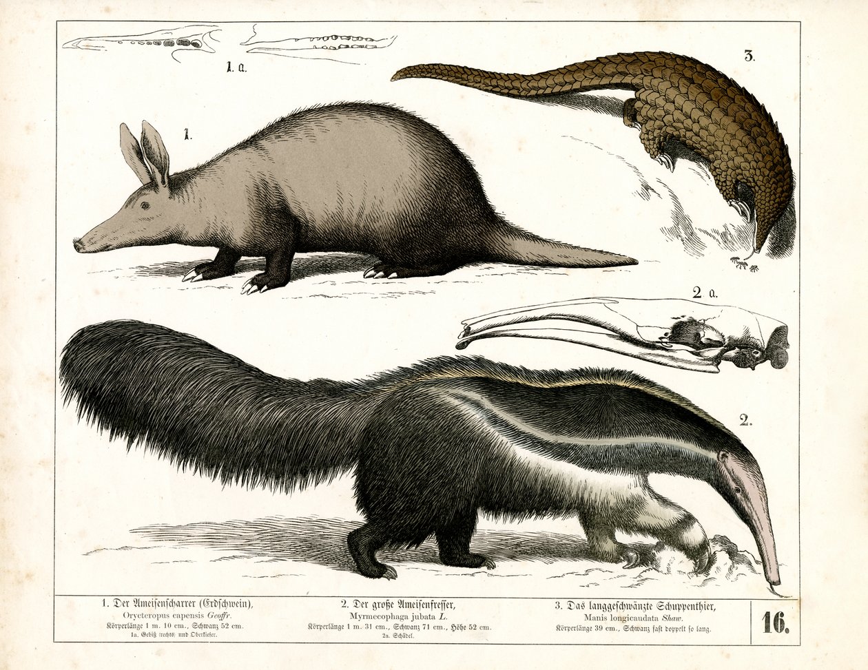Aardvark, Anteater and Pangolin by Heinrich Leutemann