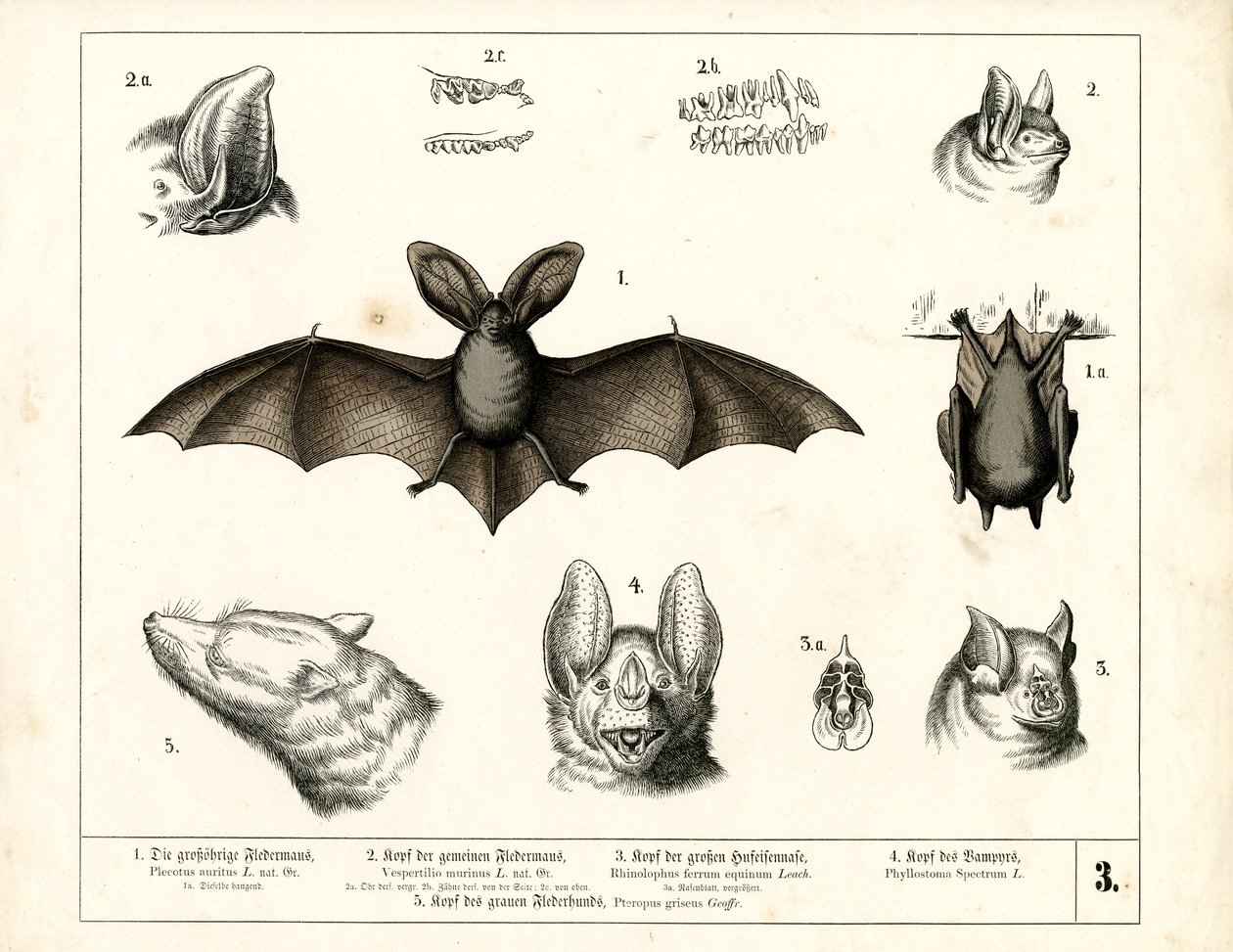 Bat Species with Anatomical Details by Heinrich Leutemann