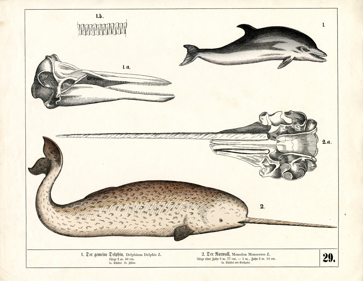 Common Dolphin and Narwhal with Anatomical Details by Heinrich Leutemann