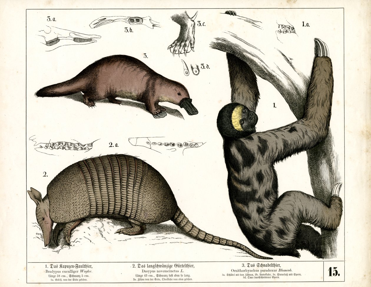 Exotic Mammals from South and Central America by Heinrich Leutemann