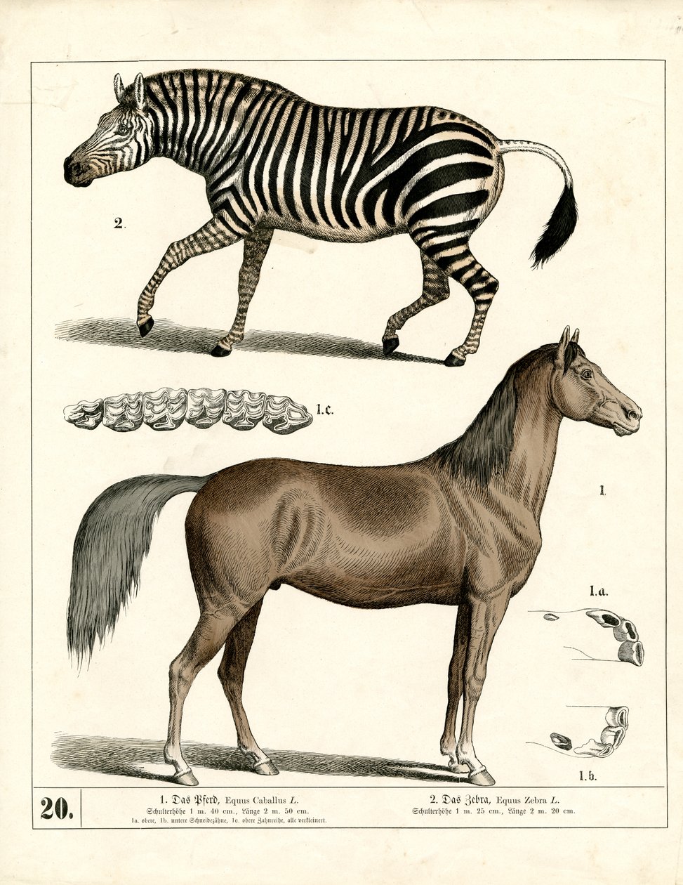 Horse and Zebra with Anatomical Details by Heinrich Leutemann