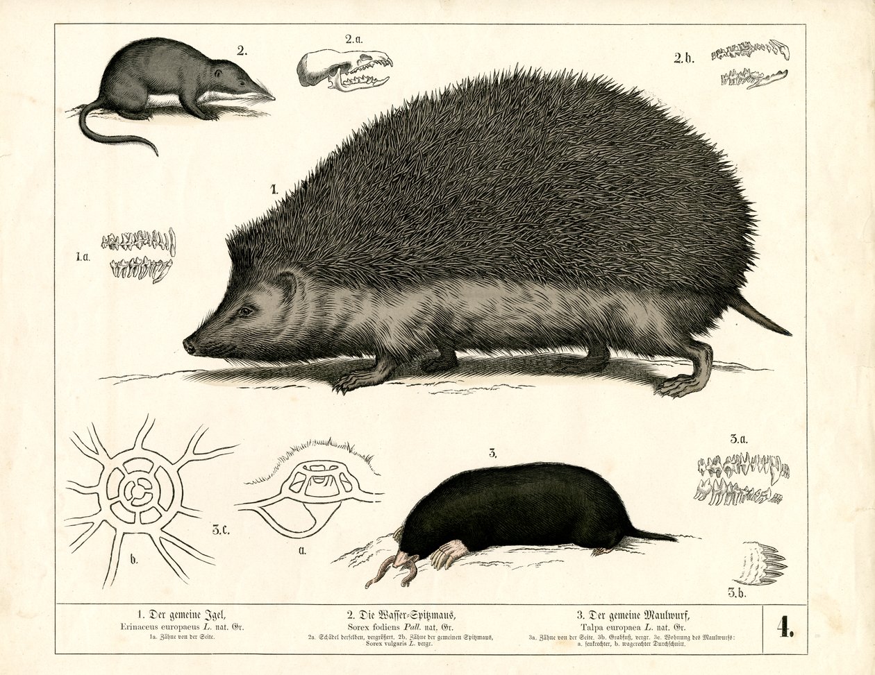 Insectivores: Hedgehog, Shrew and Mole by Heinrich Leutemann