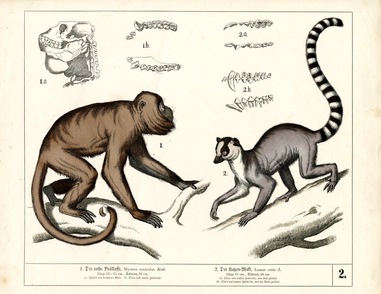 Monkey and Lemur: Red Howler Monkey and Ring-tailed Lemur by Heinrich Leutemann