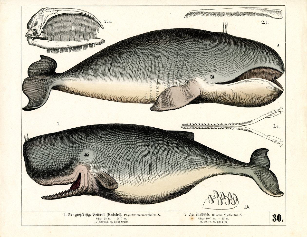 Sperm Whale and Bowhead Whale with Anatomical Features by Heinrich Leutemann