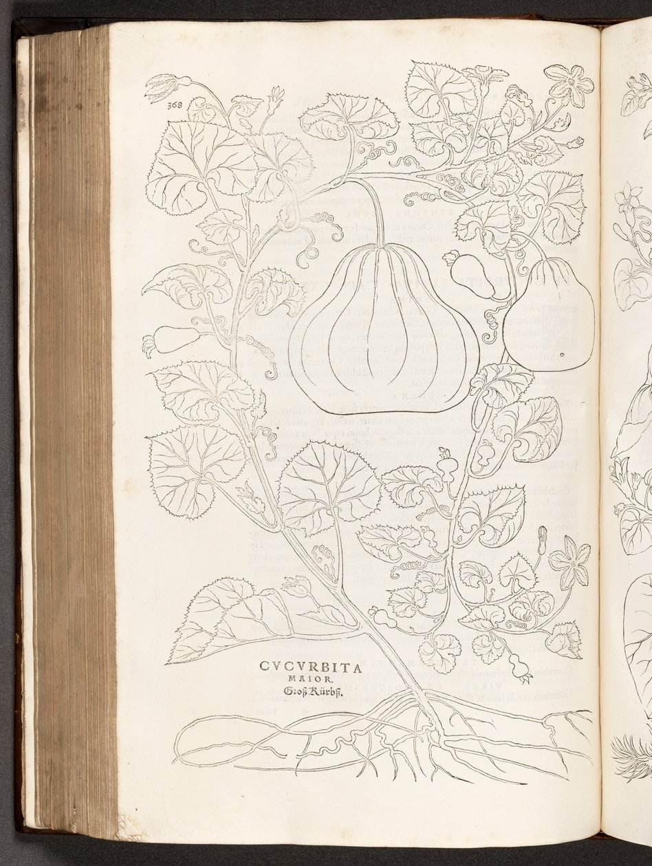 Gourd, illustration from De historia stirpium commentarii insignes by Leonhart Fuchs, 1542 by Heinrich and Meyer, Albert Fullmaurer