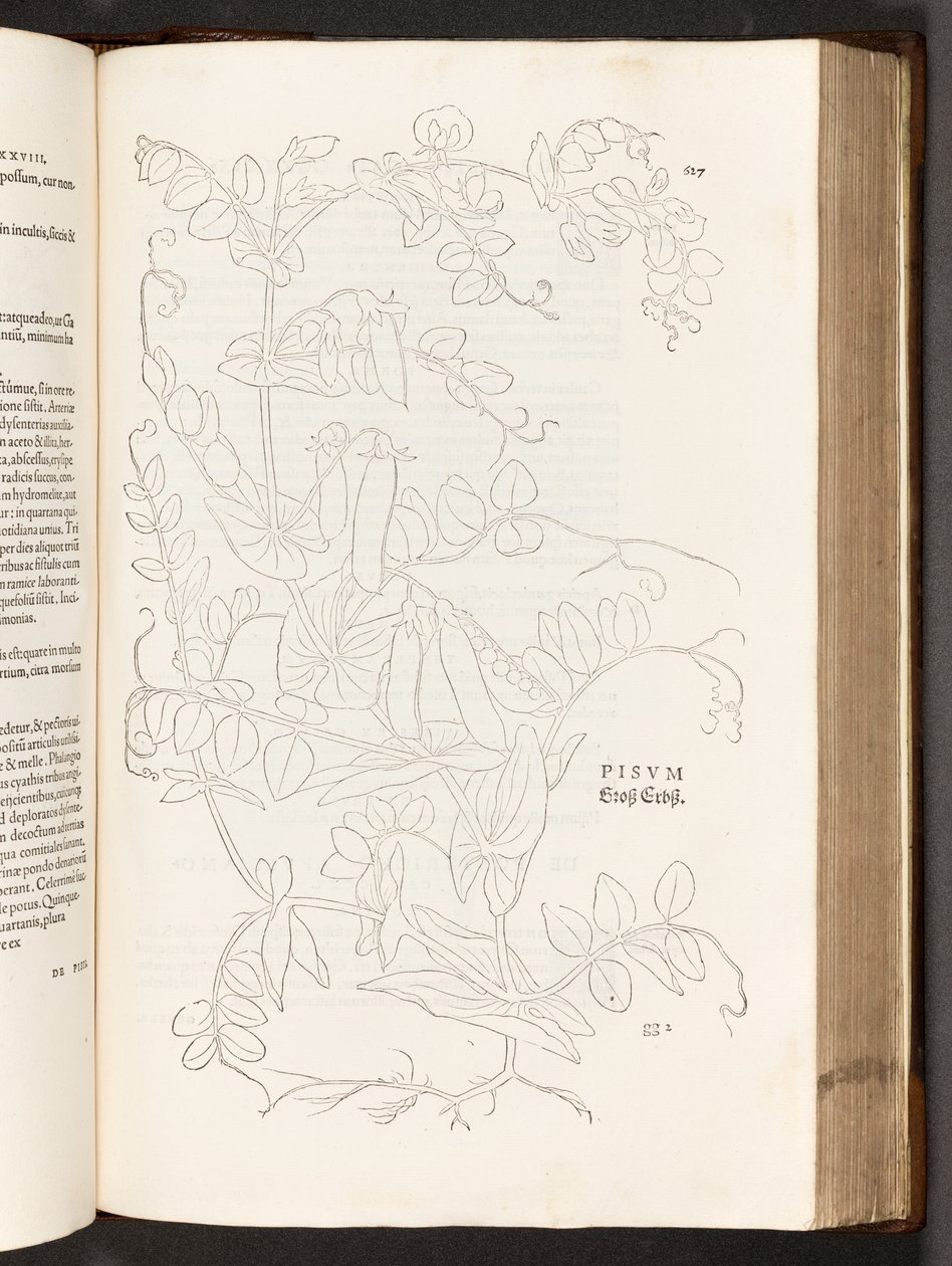 Pea, illustration from De historia stirpium commentarii insignes by Leonhart Fuchs, 1542 by Heinrich and Meyer, Albert Fullmaurer