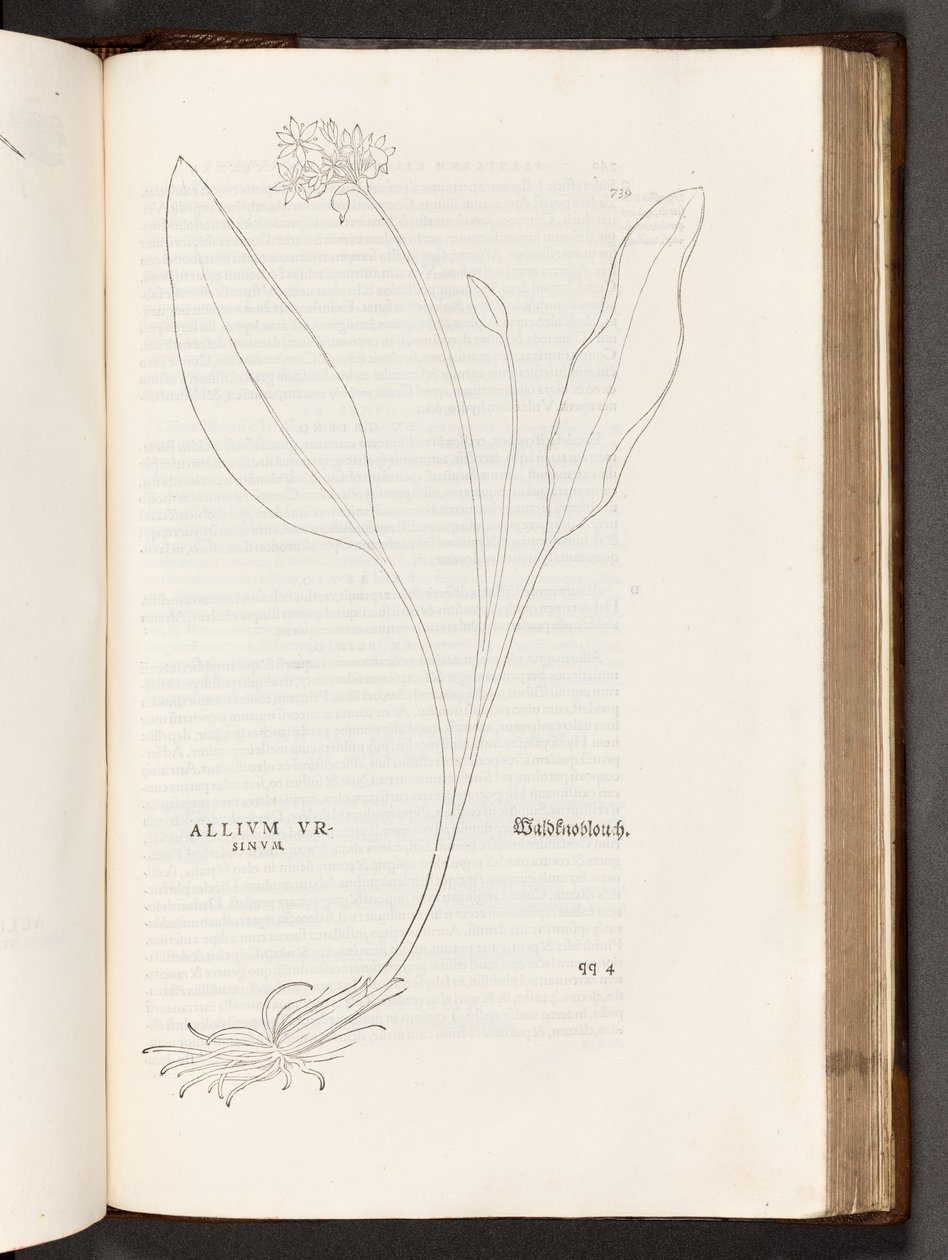 Allium, illustration from De historia stirpium commentarii insignes by Leonhart Fuchs, 1542 by Heinrich and Meyer, Albert Fullmaurer