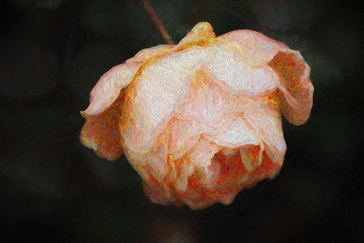 Bloom by Helen White