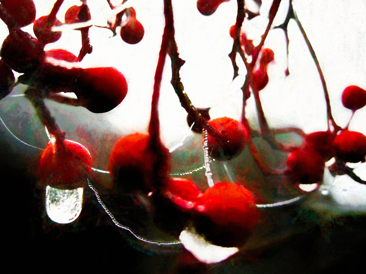 Lush Berries by Helen White