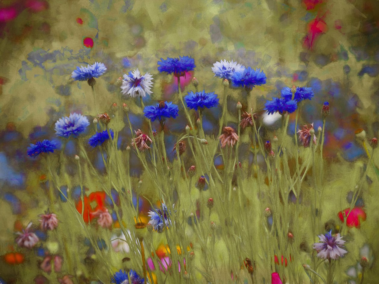 Cornflower Blue by Helen White