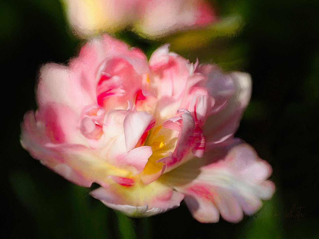 Flaming Heart, 2019 by Helen White