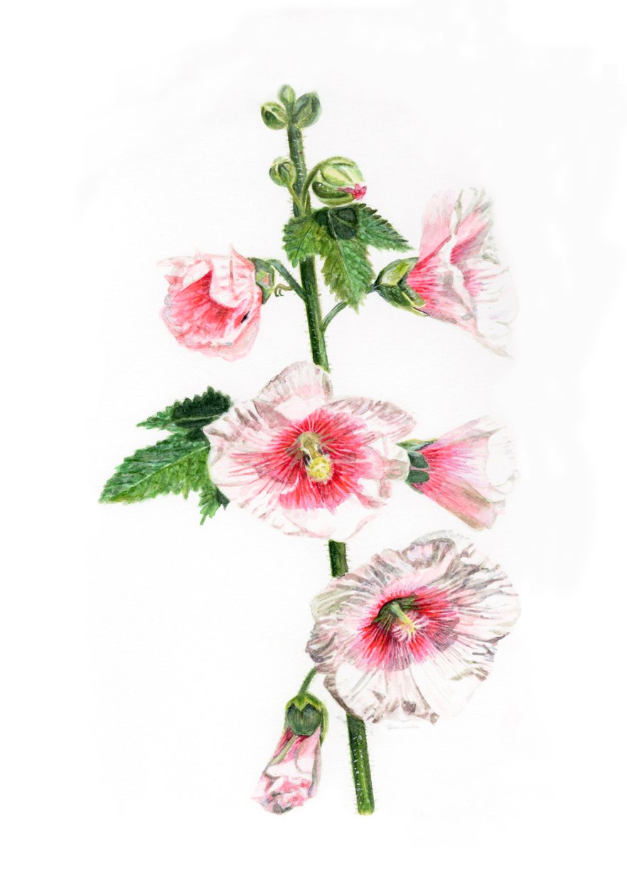 Hollyhocks, 2021 by Helen White
