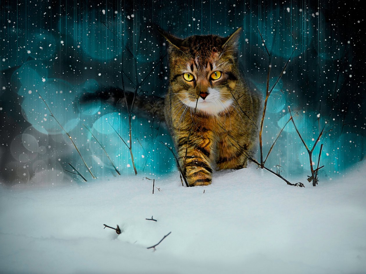 Making Tracks by Helen White