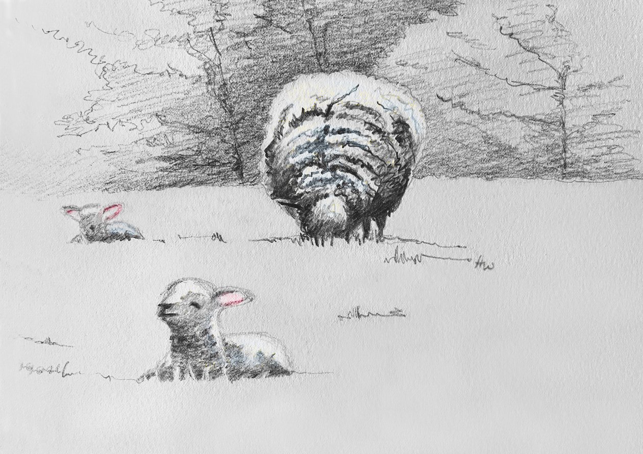 Sheep Trio, 2022 by Helen White